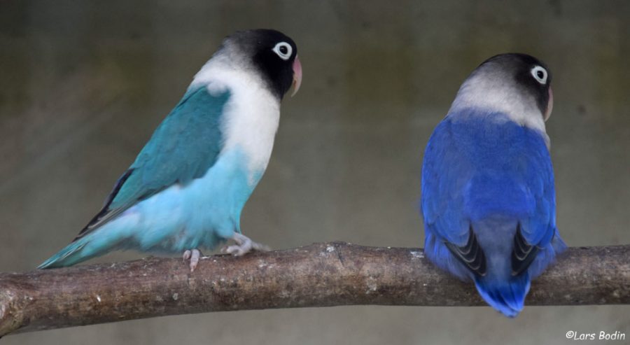 Agapornis personatus Sorthovedet Dværgpapegøje Papegøjer & Parakitter