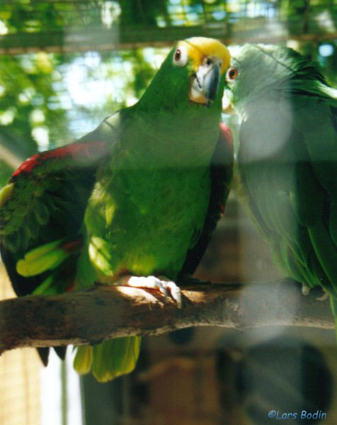 Amazona ochrocephala panamensis 1