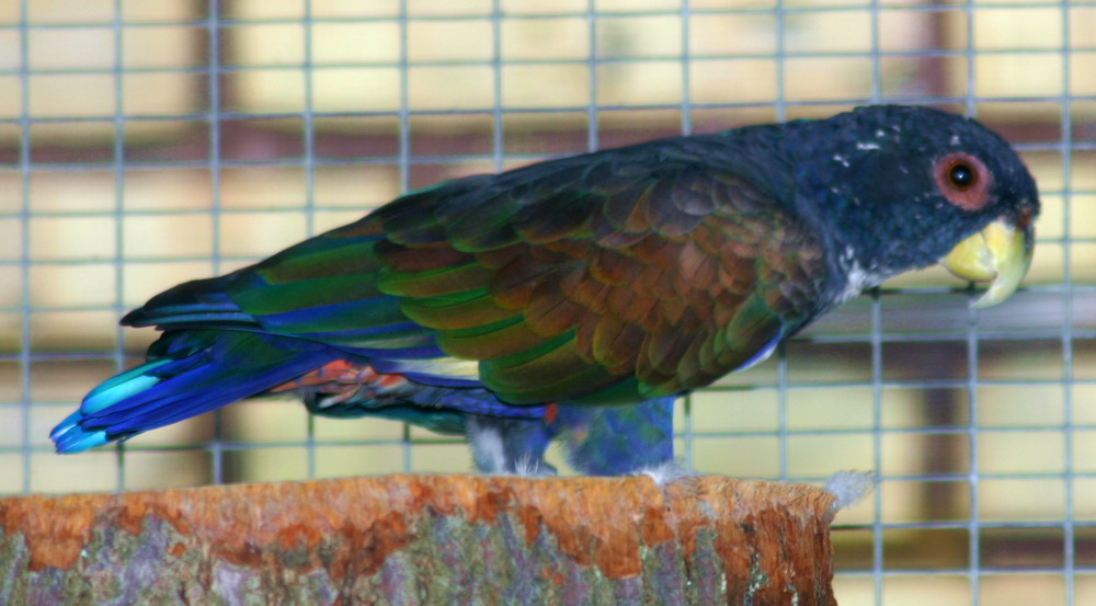 Pionus chalcopterus – Bronzevinget Pionus 2