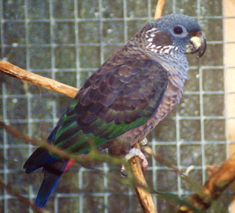Pionus fuscus Violvinget Pionus Papegøjer & Parakitter