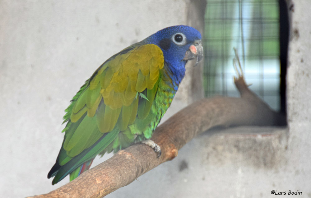 Pionus menstruus 1
