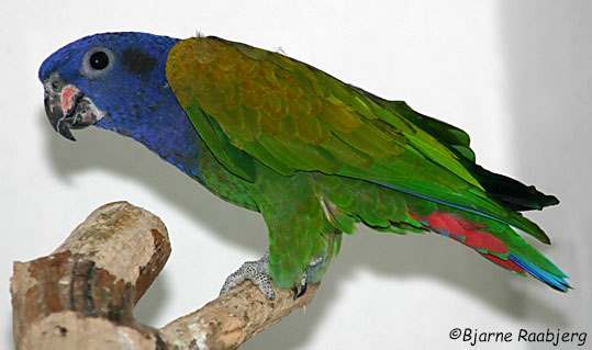 Pionus menstruus 3