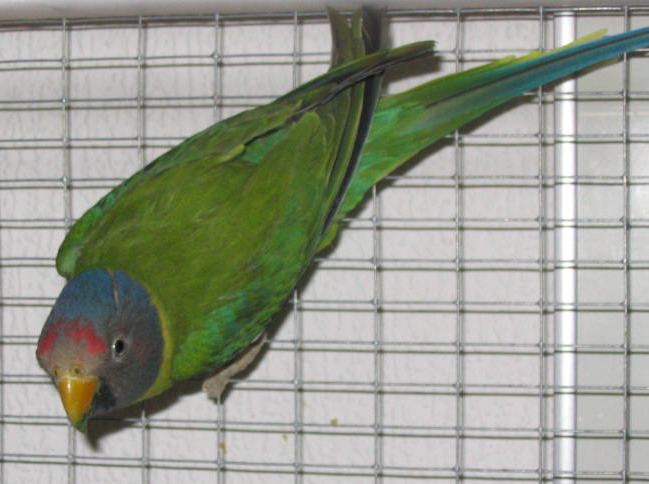 Psittacula cyanocephala – Blommehovedet Ædelparakit (2)