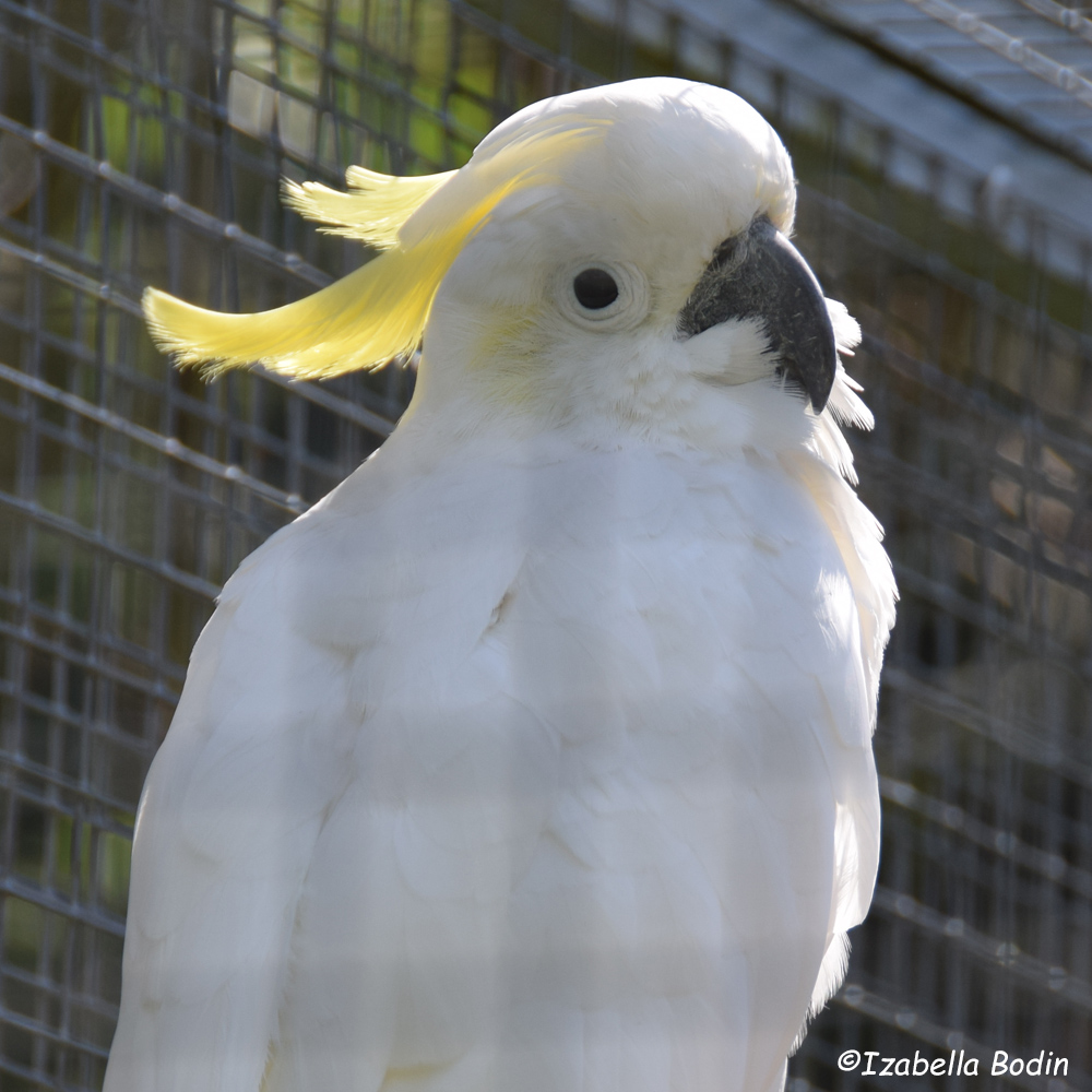 Cacatua galerita eleonora