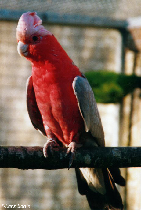Eolophus roseicapilla 1