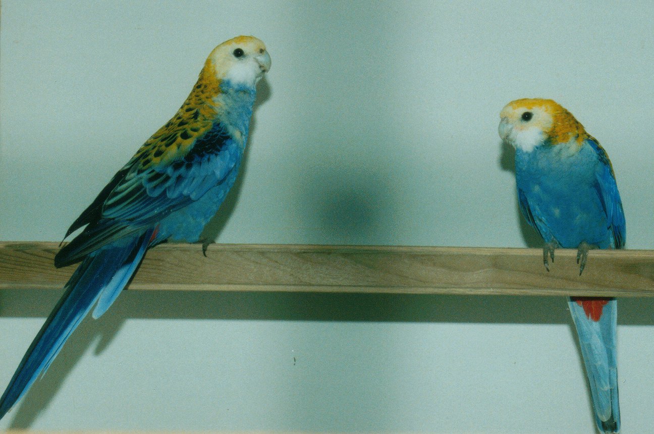 Platycercus adscitus – Blå Rosella (1)