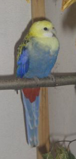 Platycercus adscitus – Blå Rosella (2)