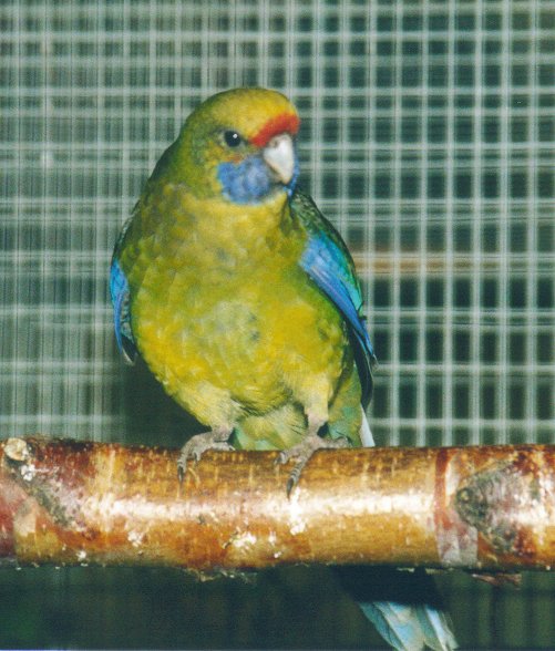 Platycercus caledonicus – Grøn Rosella (2)