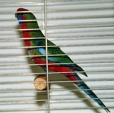 Platycercus elegans – Pennants Parakit (1)