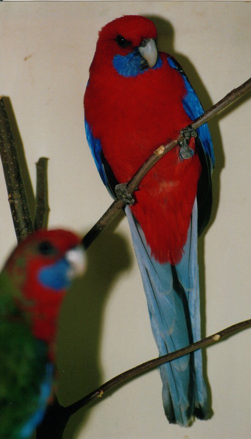Platycercus elegans – Pennants Parakit (2)