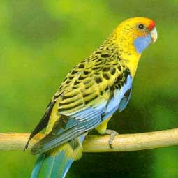 Platycercus elegans flaveolus – Gul Rosella (1)