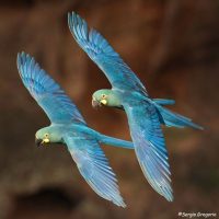 bold stakåndet farve Anodorhynchus – Blå Ara – Papegøjer & Parakitter