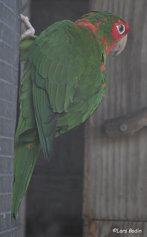 Psittacara mitratus 03