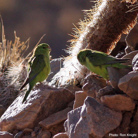 Psilopsiagon Papegøjer & Parakitter