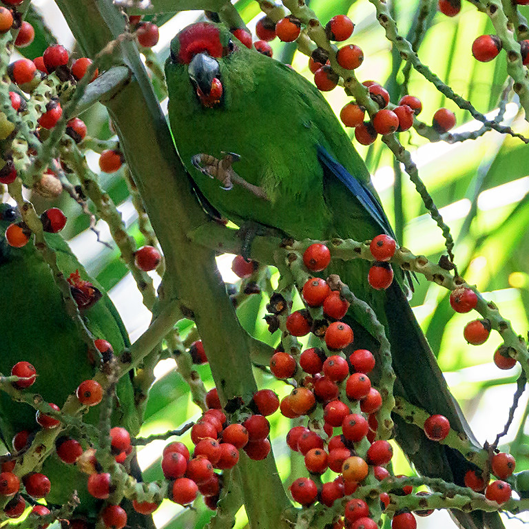 Cyanoramphus Gede og Springparakitter m.fl. Papegøjer & Parakitter