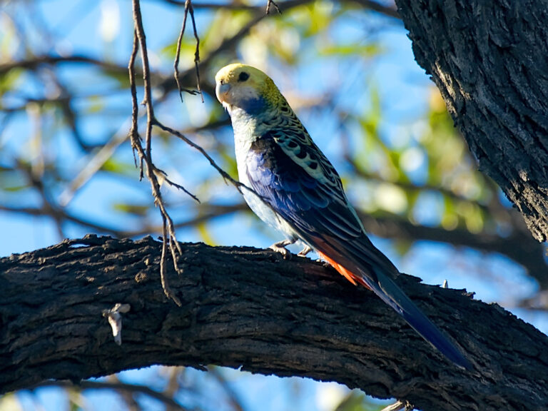 Platycercus adscitus Blå Rosella Papegøjer & Parakitter